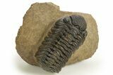 Detailed Phacopid (Morocops) Trilobite - Foum Zguid, Morocco #325883-3